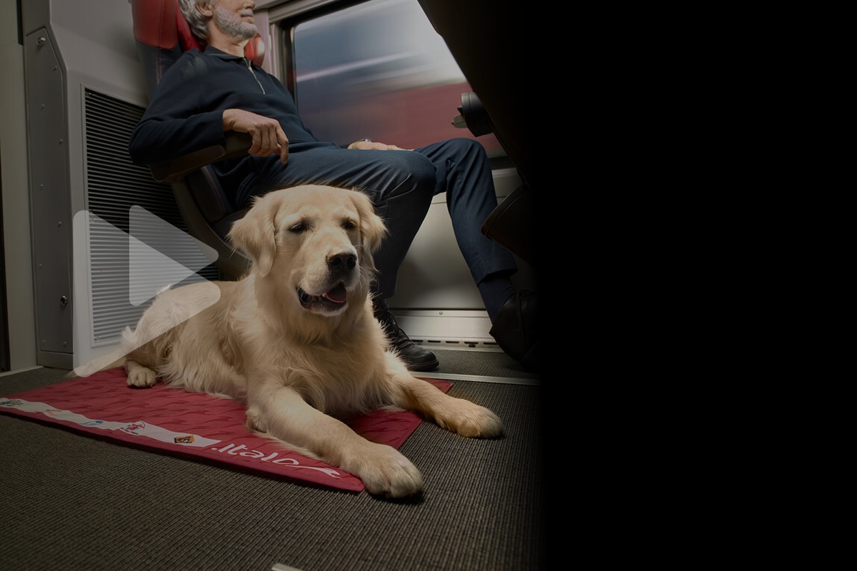 Cani e gatti in treno: animali domestici a bordo | Italo